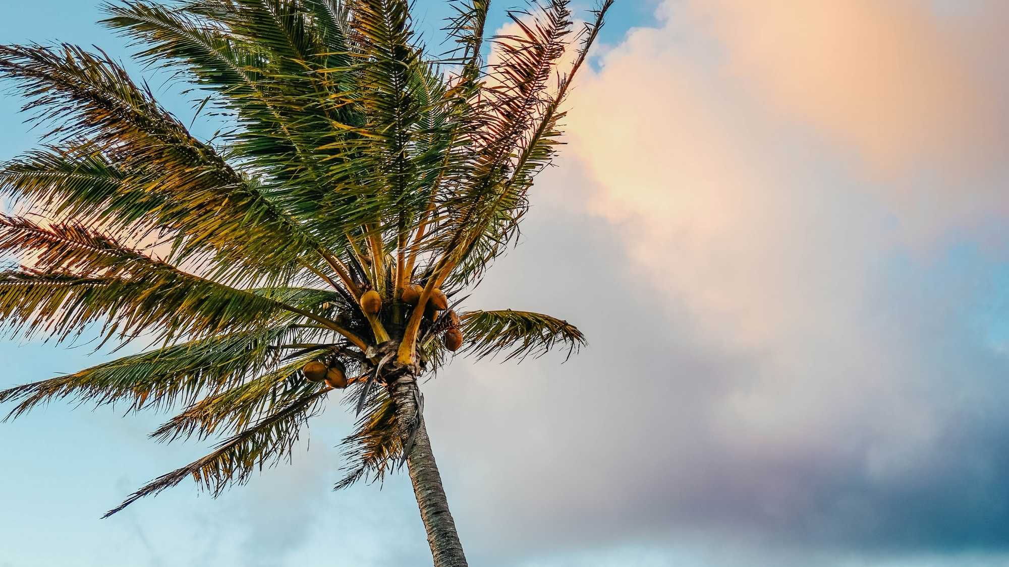 Palm tree in the wind